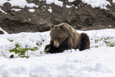 Grizzly Quill G288 YNP May 2025